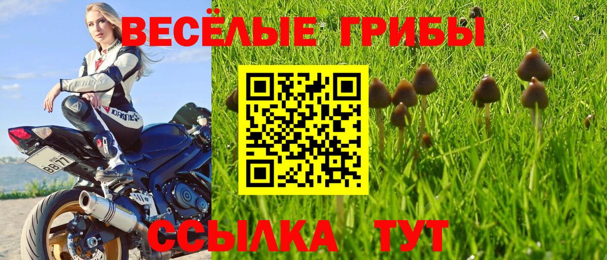 Псилоцибиновые грибы GOLDEN TEACHER Кашира